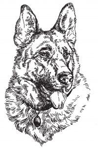 maitre chien Rive-Sud de Montréal